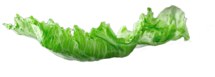 Burger layer - Lettuce 2 - Web Development